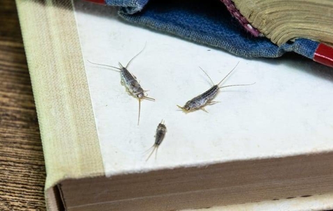 silverfish crawling on a book