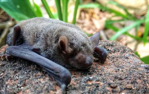 bat on rock