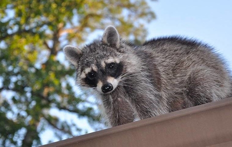 raccoon wildlife pest