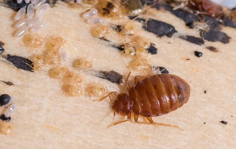 bed bug crawling on mattress