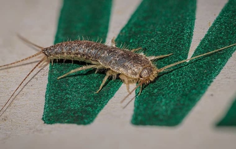 silverfish on a sweatshirt