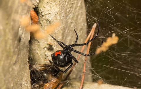 black widow spider on web