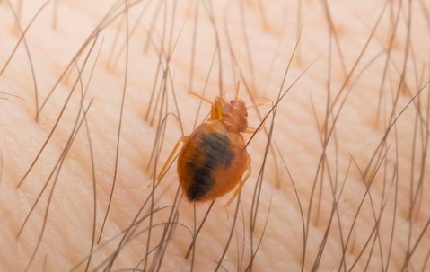 a bed bug on skin