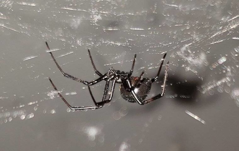 a black widow spider in a home