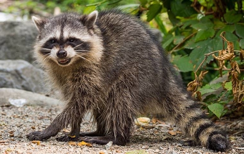 angry raccoon near home