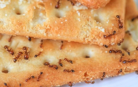 ants swarming on crackers