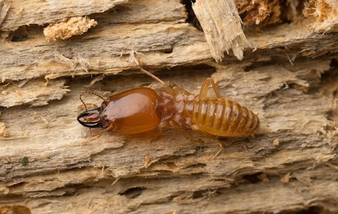 termite on damaged wood