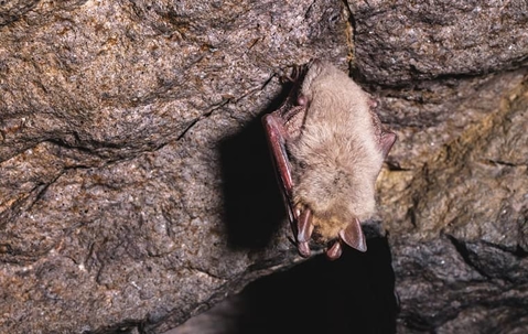 bat in a cave