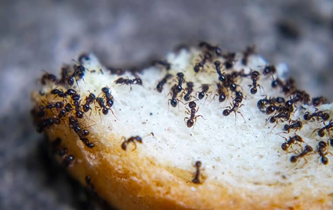 ants on bread