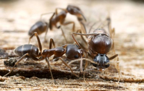 A few Argentine ants crawling around