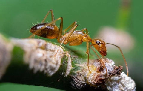 an argentine ant crawling on a plant