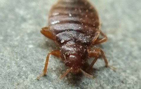 a bed bug crawling on furniture