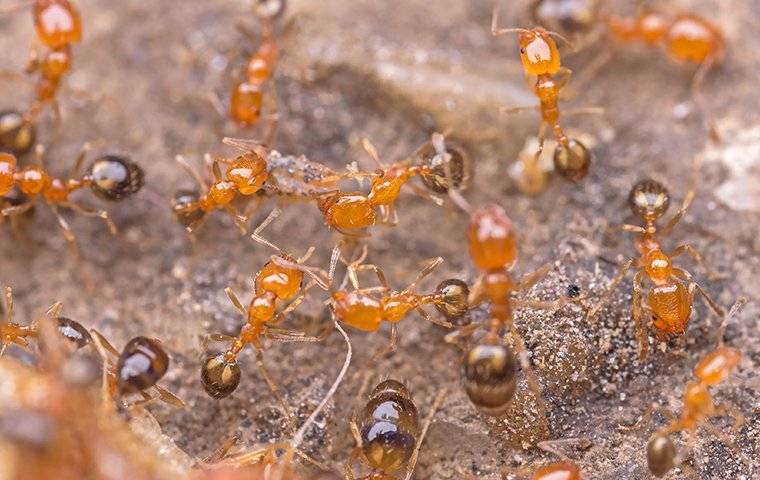 Ants On An Ant Hill