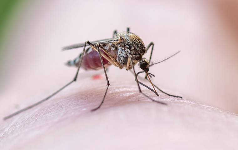 a mosquito has landed on a persons skin