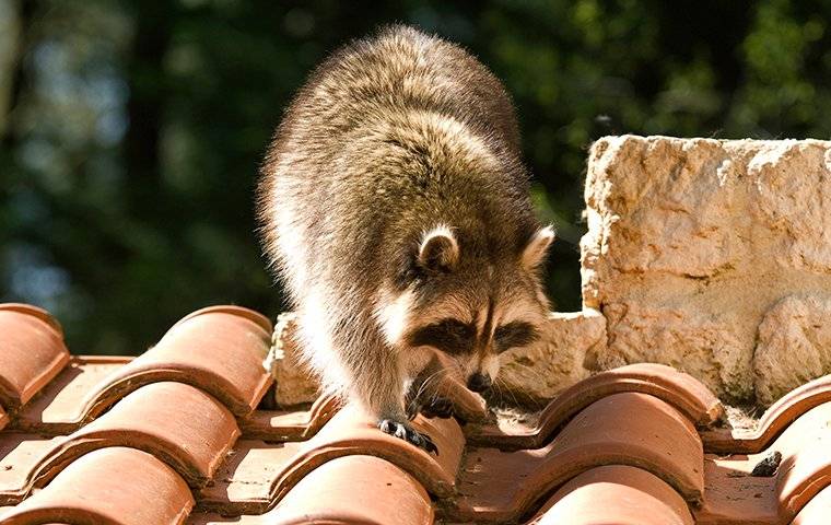 a raccoon on the roof of a southern home