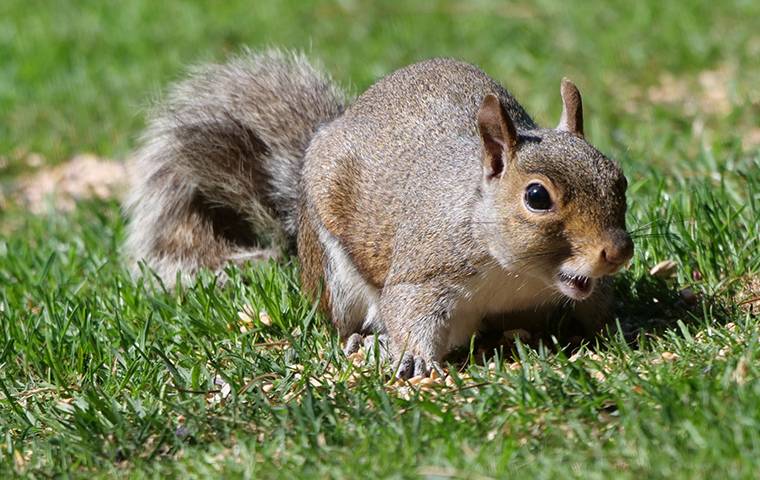 A squirrel up close in the grass