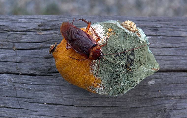 american cockroach on a moldy orange