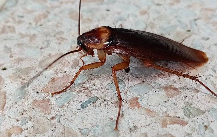 Cockroach