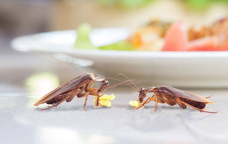 Cockroaches