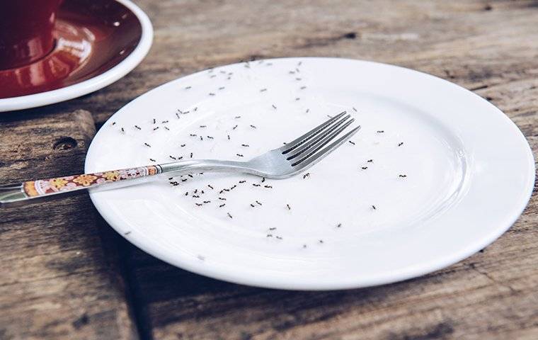 ants spring pests on plate in kitchen