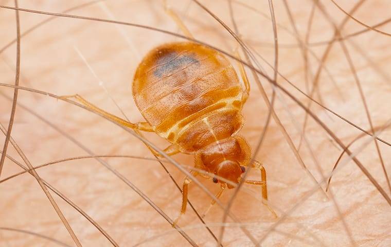 bed bug biting skin crawling