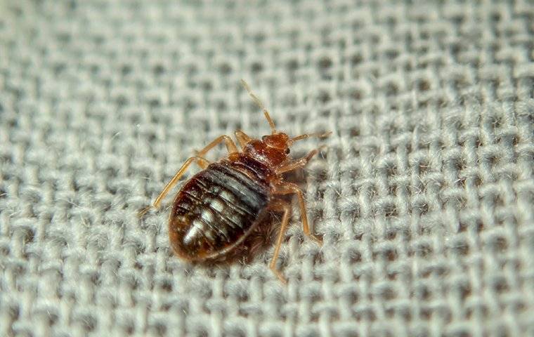 bed bug on burlap