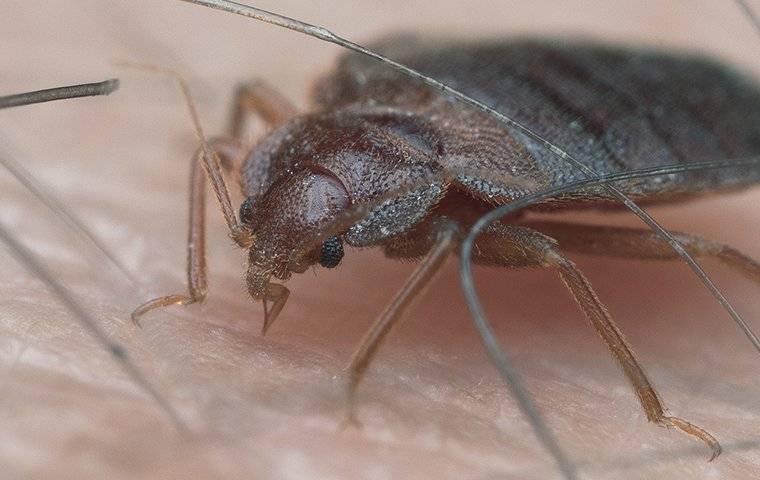 bed bug sucking blood biting