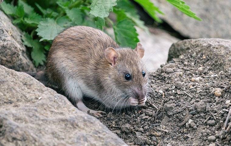 big rat near rocks