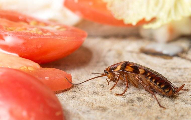 cockroach crawling in kitchen near food