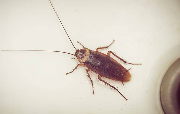 cockroach in jacksonville kitchen