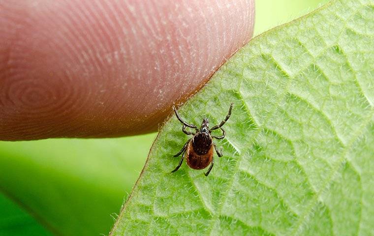 deer tick crawling on a leaf