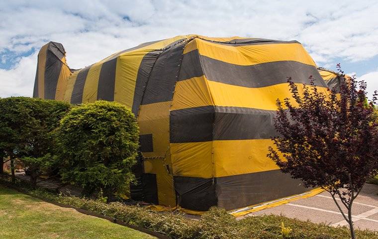 fumigation tent for termites