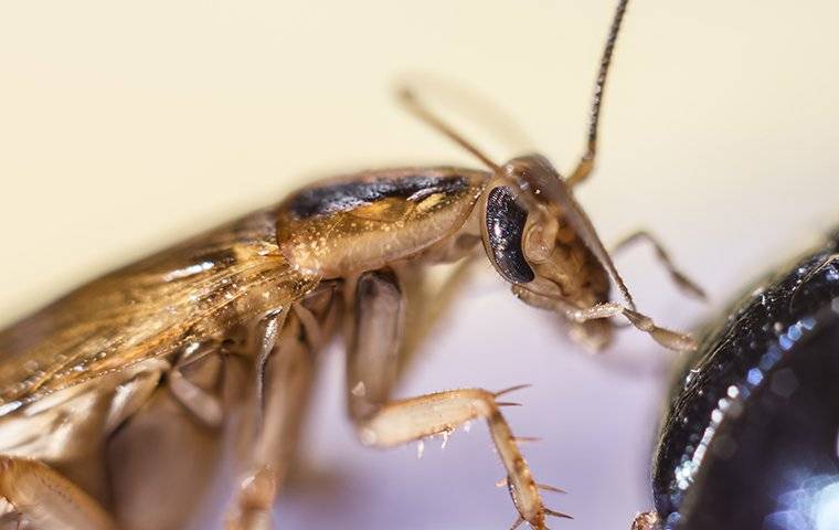 german cockroach eating food in a kitchen