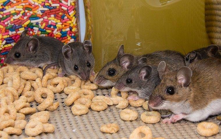 mice in cupboard