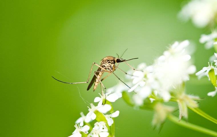 Mosquito landing on flowers