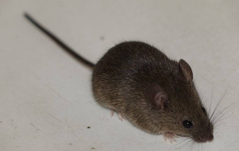 mouse inside house