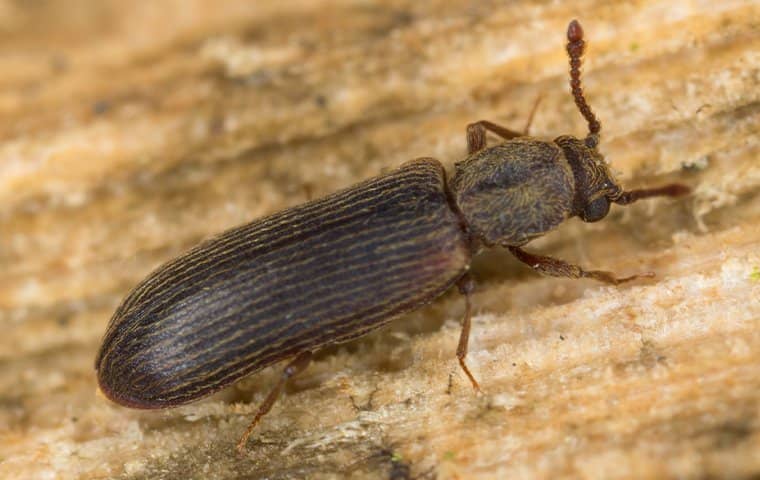 powderpost beetle