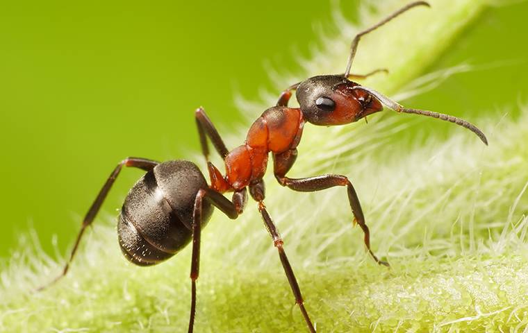 right facing carpenter ant