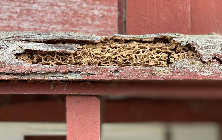 wood damage on house