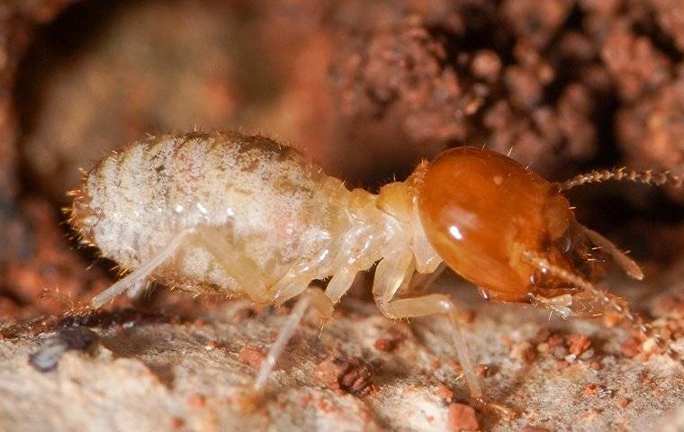 Termites