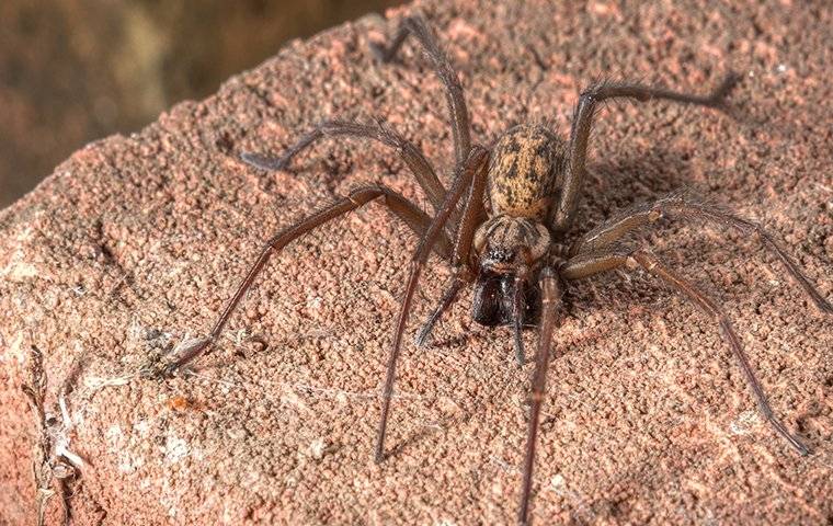 House Spiderr On A Big Rock