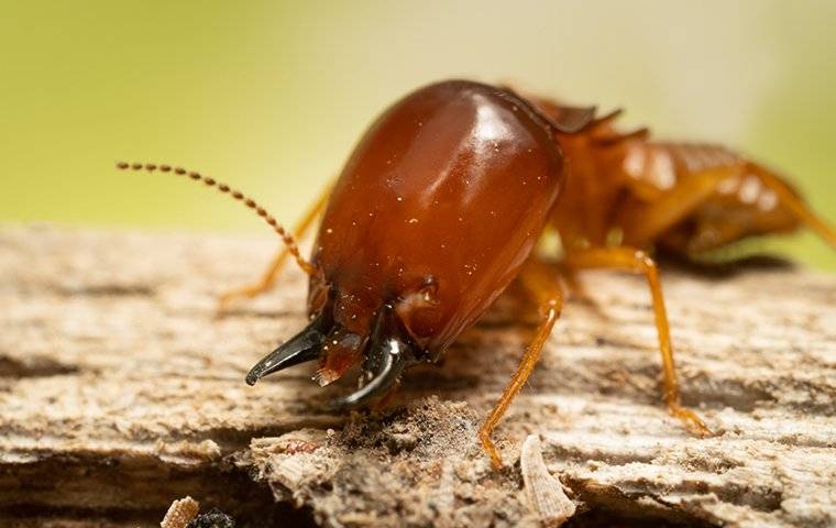 a large termite on wood