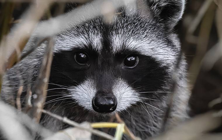 raccoon