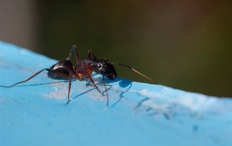 ant on a blue painted wood