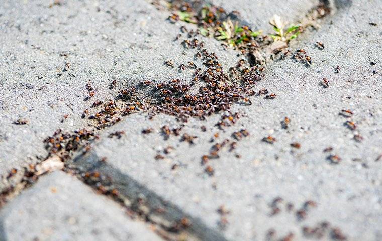 ants all over the sidewalk