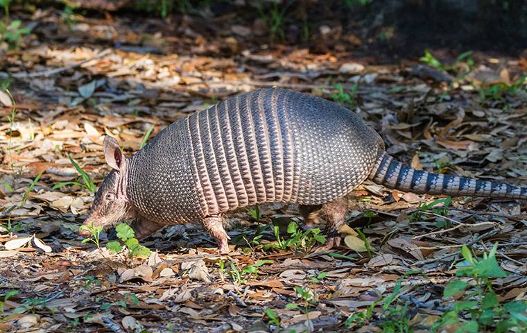 armadillo on leaves