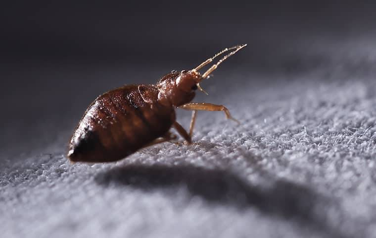 bed bug crawling on the sheets