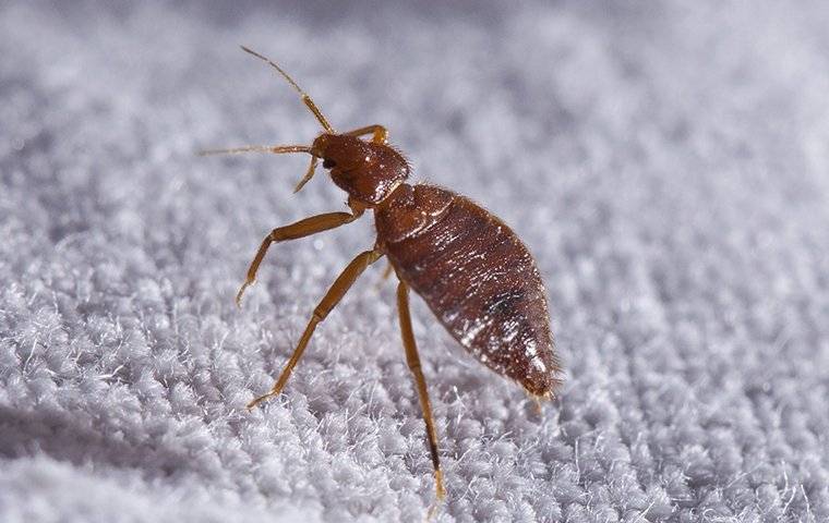 bed bug crawling on sheets