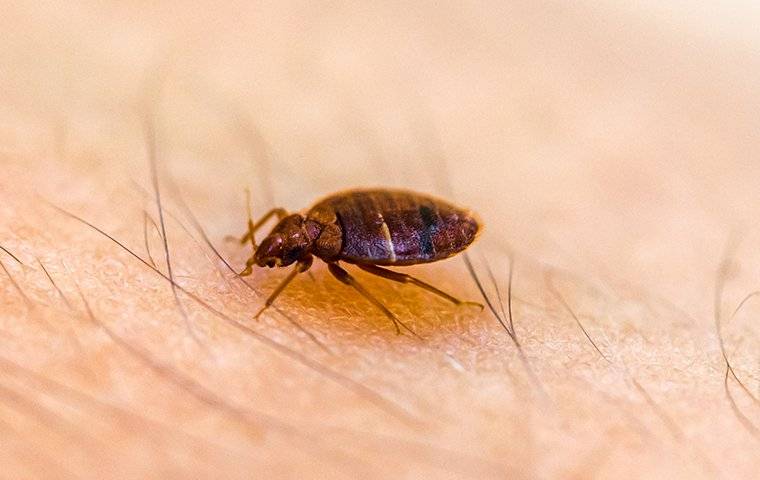 Bed Bug Crawling On Skin Biting