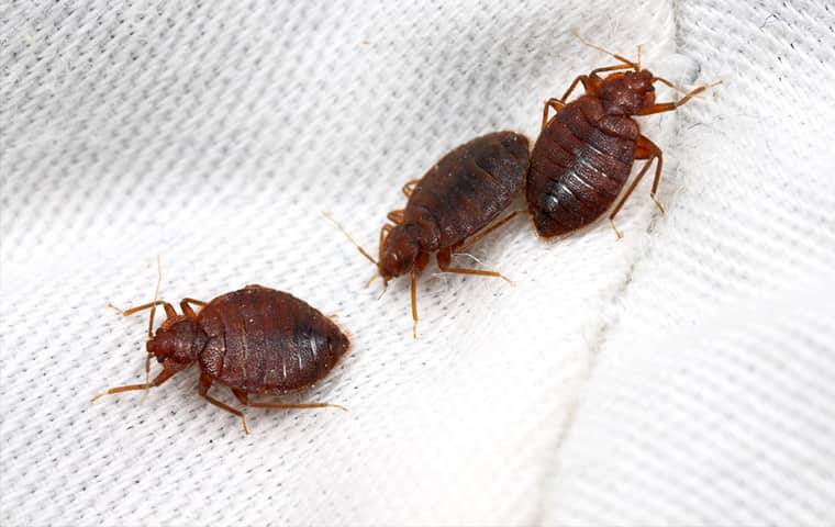 bed bug infestation